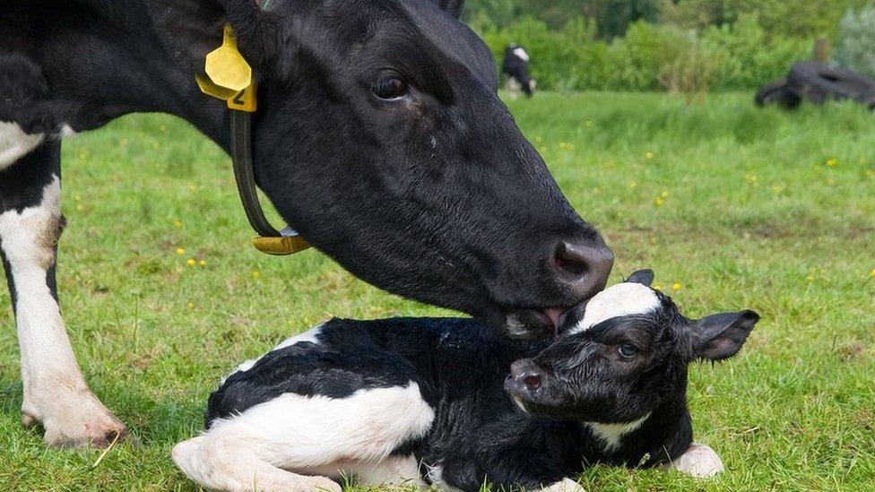 Cow with calf