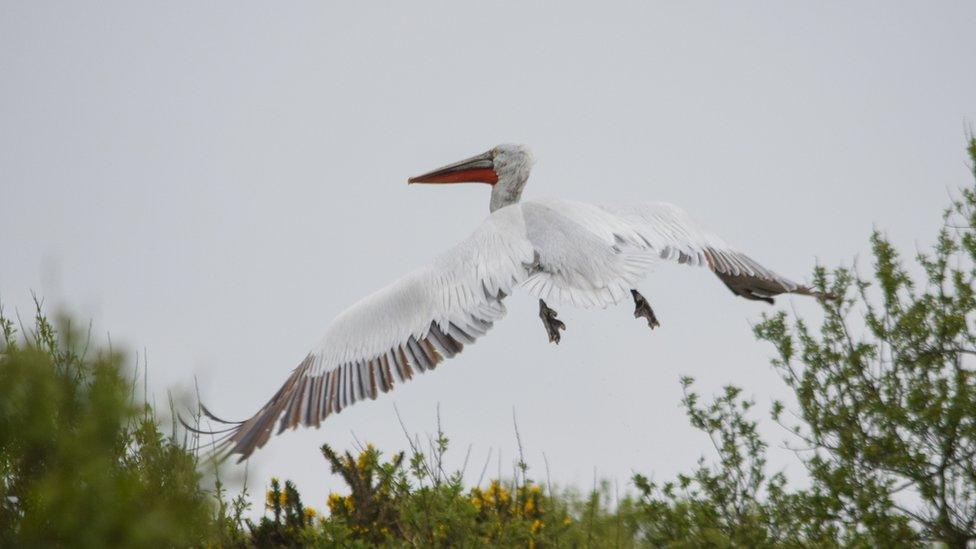 Dalmatian Pelican