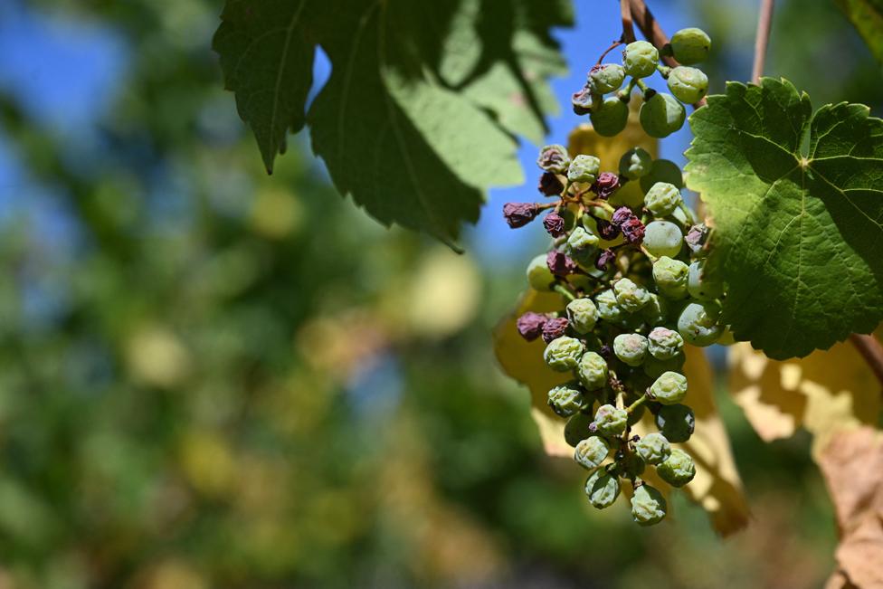 Some dried grapes are pictured in Wettolsheim, north-eastern France, on 10 August 2022.