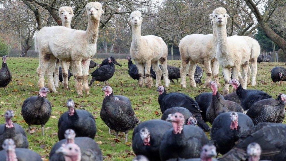 guard-alpacas-and-turkeys.