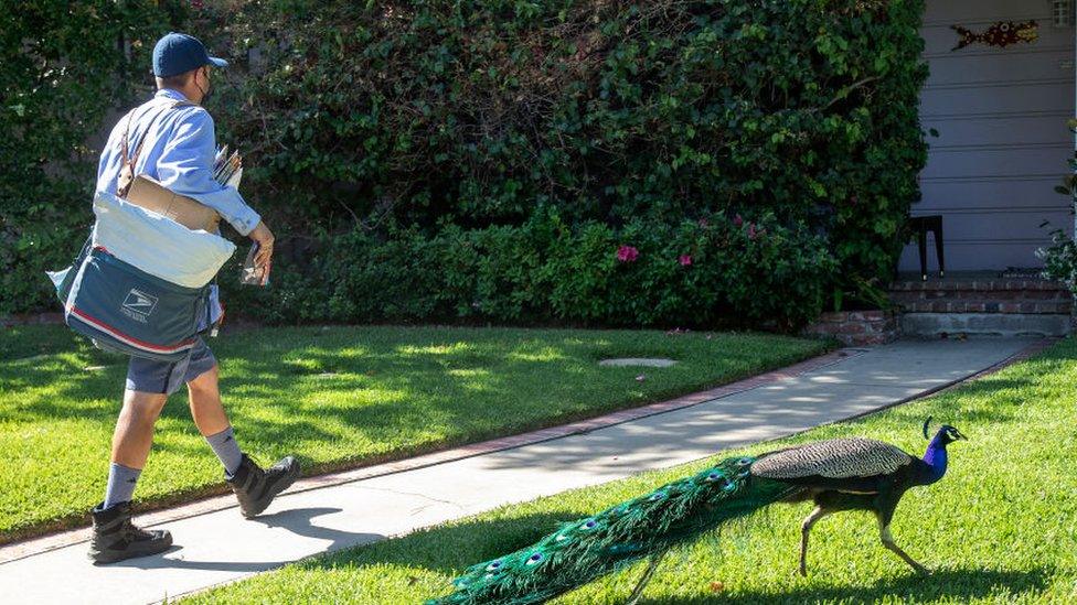 Postman walks along path near peacock