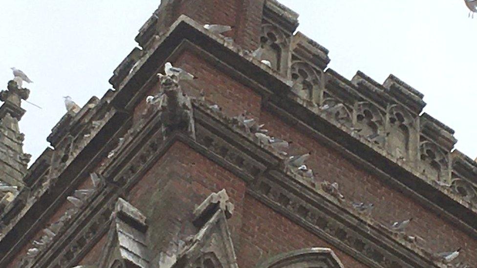 kittiwakes