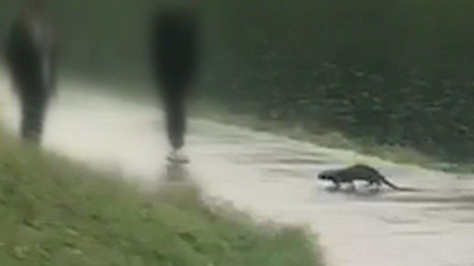 Otter approaching two men