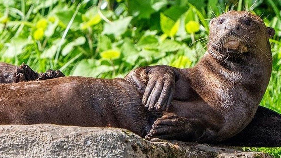 Manú sunbathes on a rock