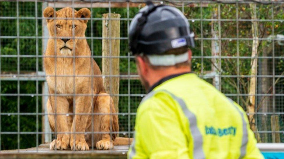 National Grid engineer at Noah's Ark Zoo looking at a lion in its enclosure