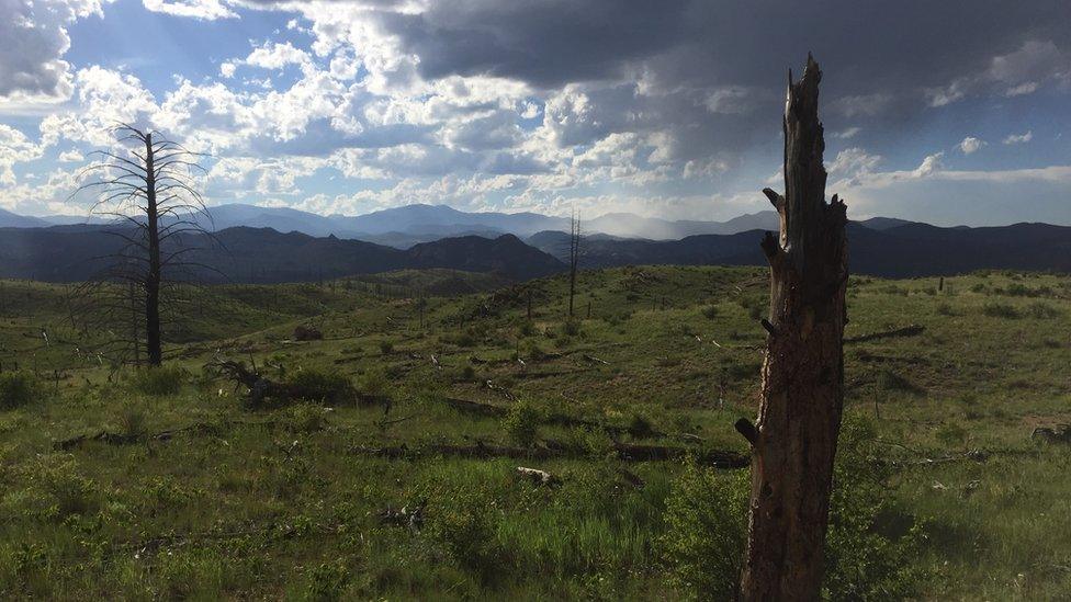 This was forest until the Buffalo Creek wildfire swept through in 1996, turning forest to prairie.