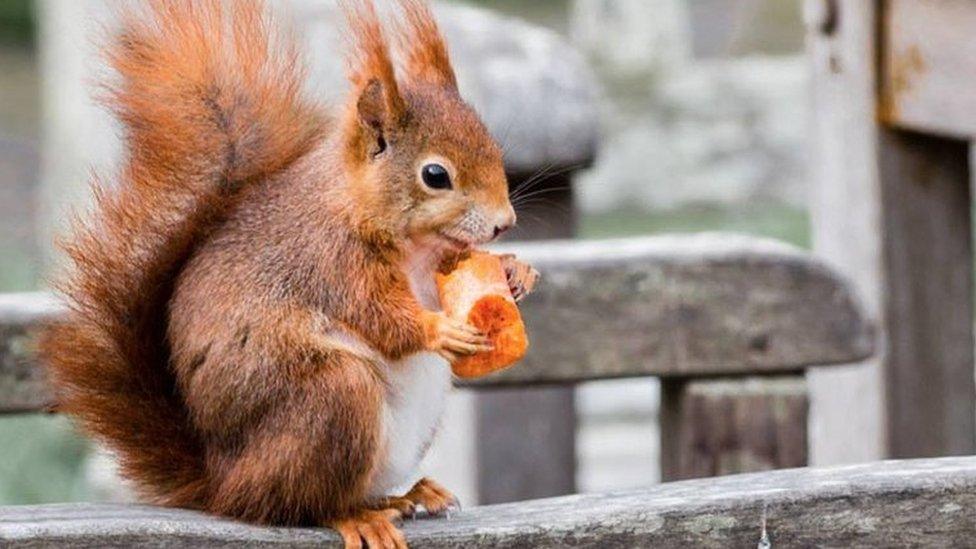 red squirrel on a chair