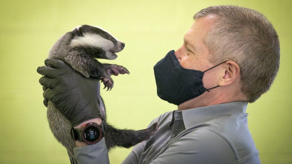 Scottish Liberal Democrat leader Willie Rennie handles a six-week-old badger during a visit to the SSPCA National Wildlife Rescue Centre at Fishcross near Alloa, during campaigning for the Scottish Parliamentary election. Picture date: Saturday April 3, 2021.