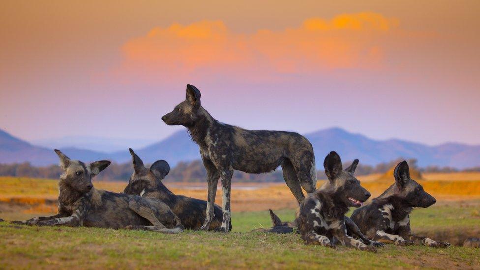 Family of painted wolves