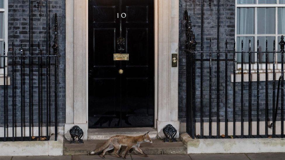 Fox outside 10 Downing Street