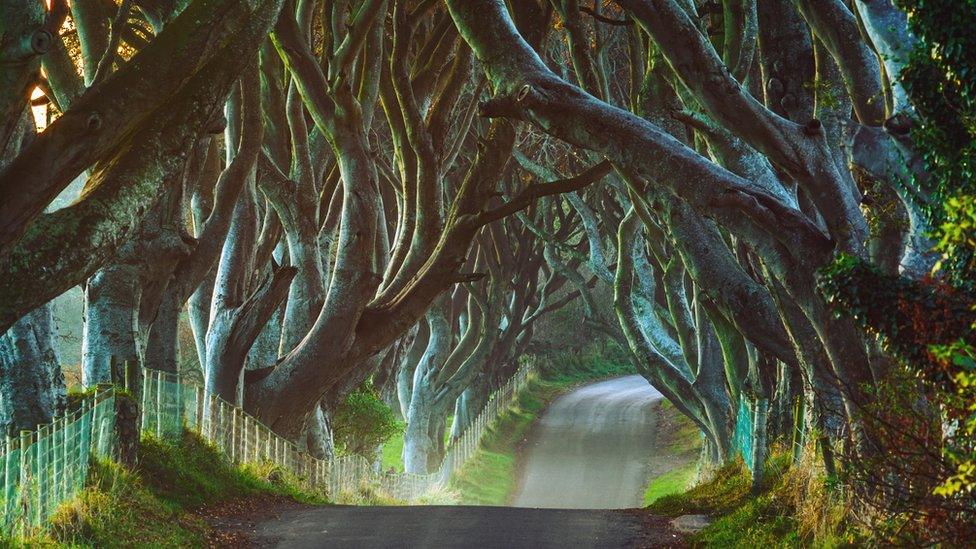 The Dark Hedges avenue of beech trees