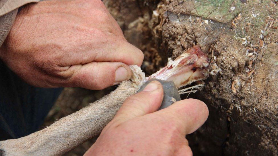 skin removed from bone