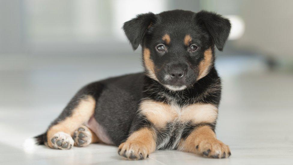 A Rottweiler puppy