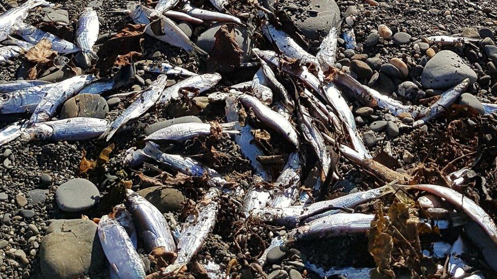 Dead sprats at Aberaeron