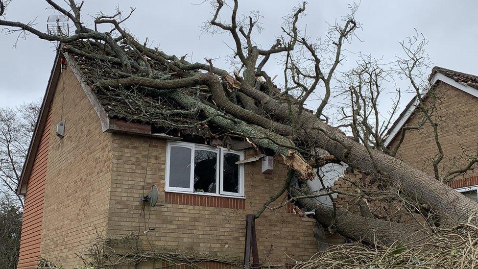 Fallen tree in Chetwood Road, near Crawley