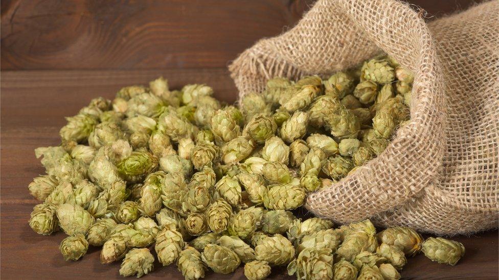 Dried hops