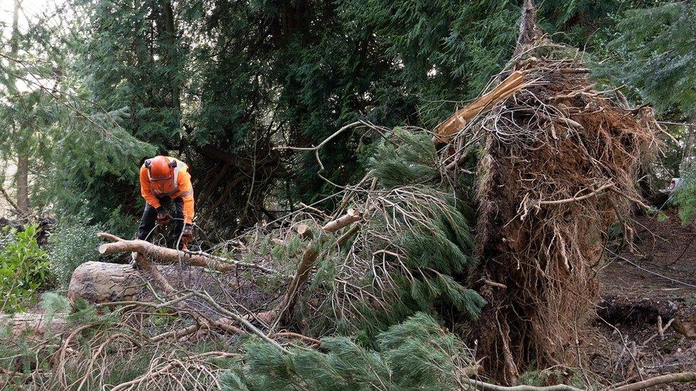 Clearing the wood from fallen trees is a difficult task