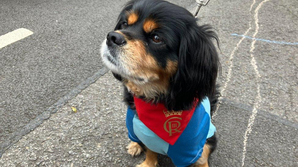 dog with a royal scarf