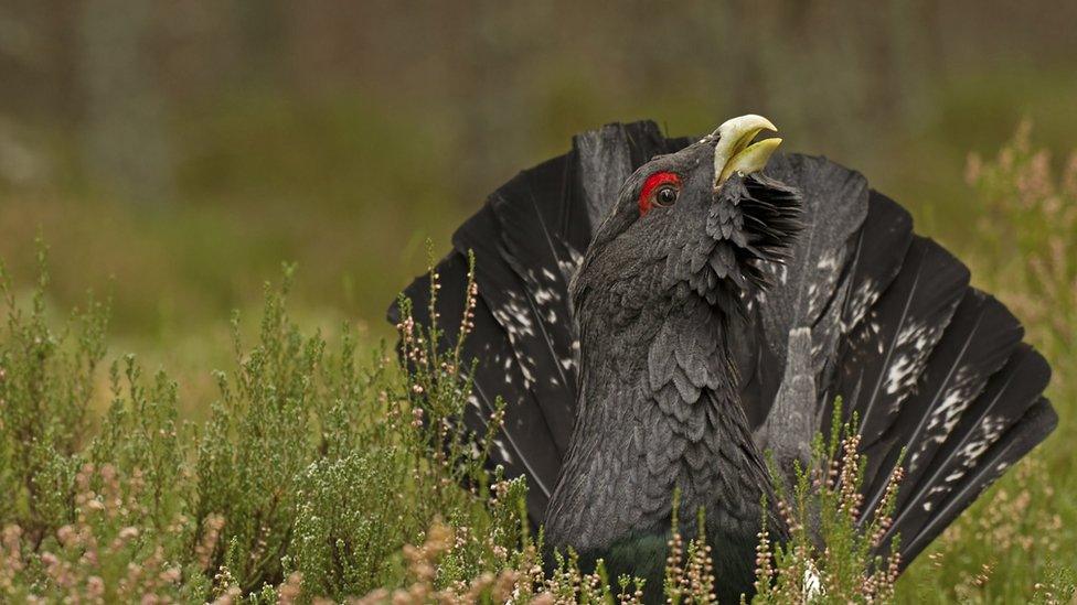 Capercaillie