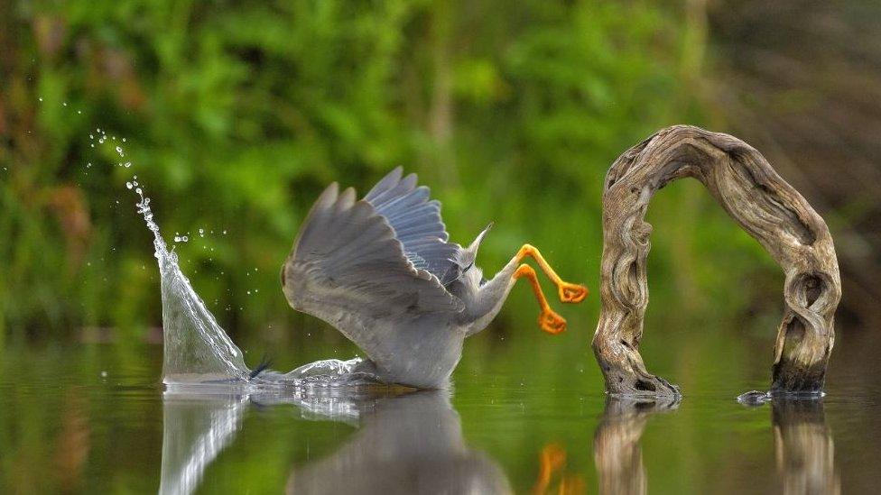 A face palming straited heron