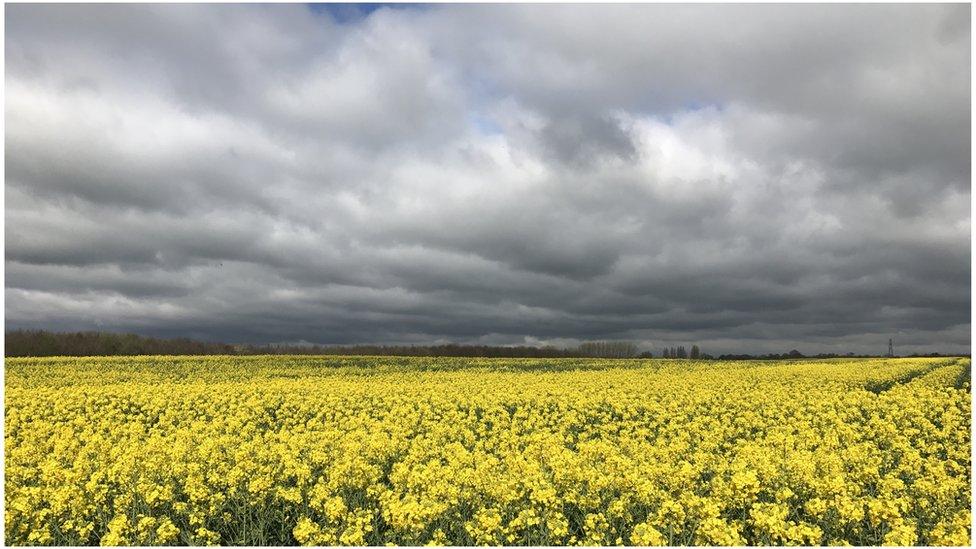 Taken whilst out on a bike ride, whilst approaching Little Haseley from Little Milton
