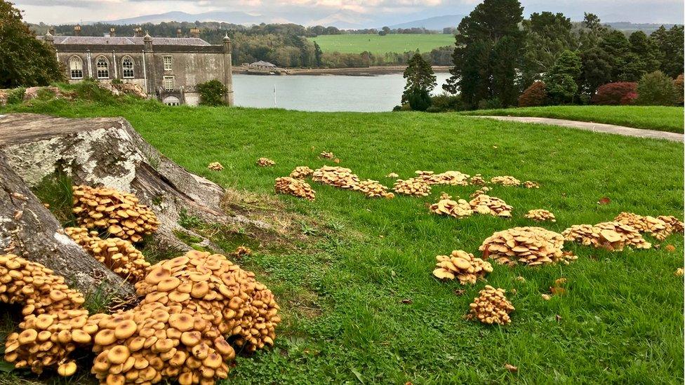 Madarch ger Plas Newydd ym Môn