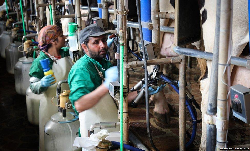 Sikh man and woman milking cows