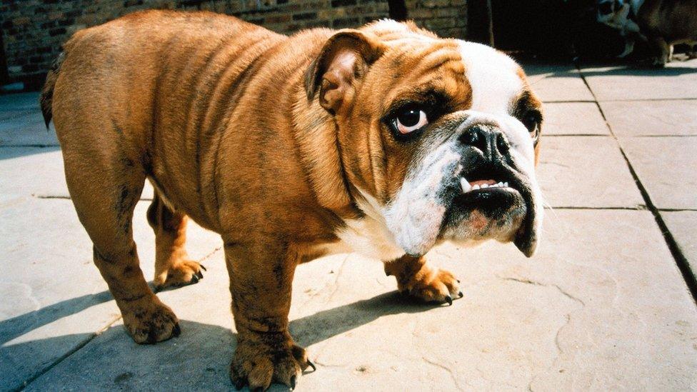 A bulldog