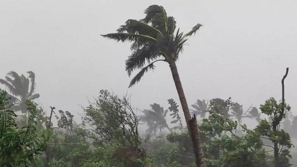 Tree blowing in the wind