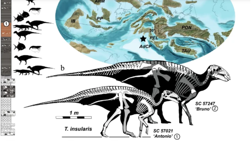 Tethyshadros insularis