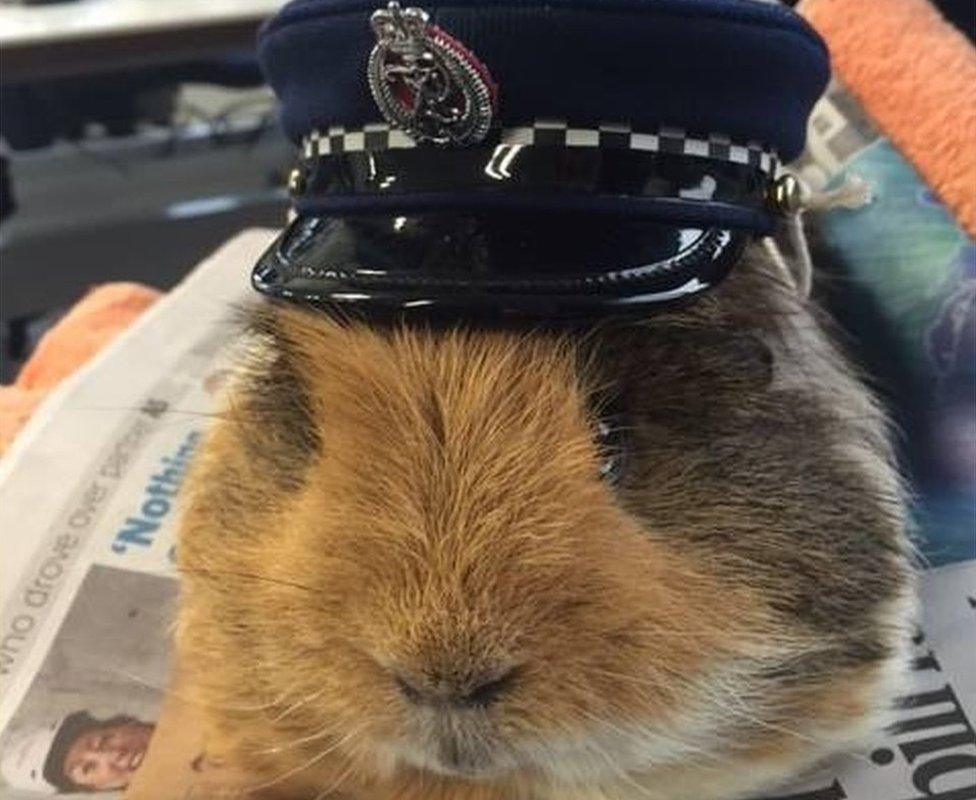 Elliot the guinea pig has his own mini police hat