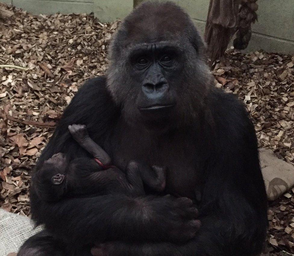 Gorilla Effie and baby Gernot shortly after Gernot's birth