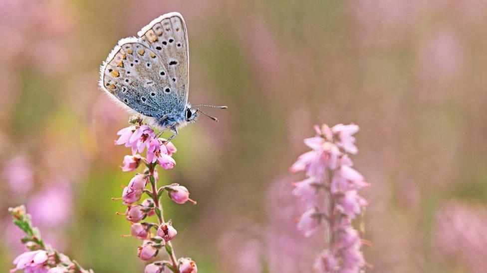 butterfly on flowers