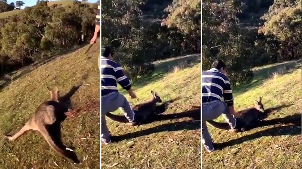 Three images showing an injured kangaroo and man with a knife