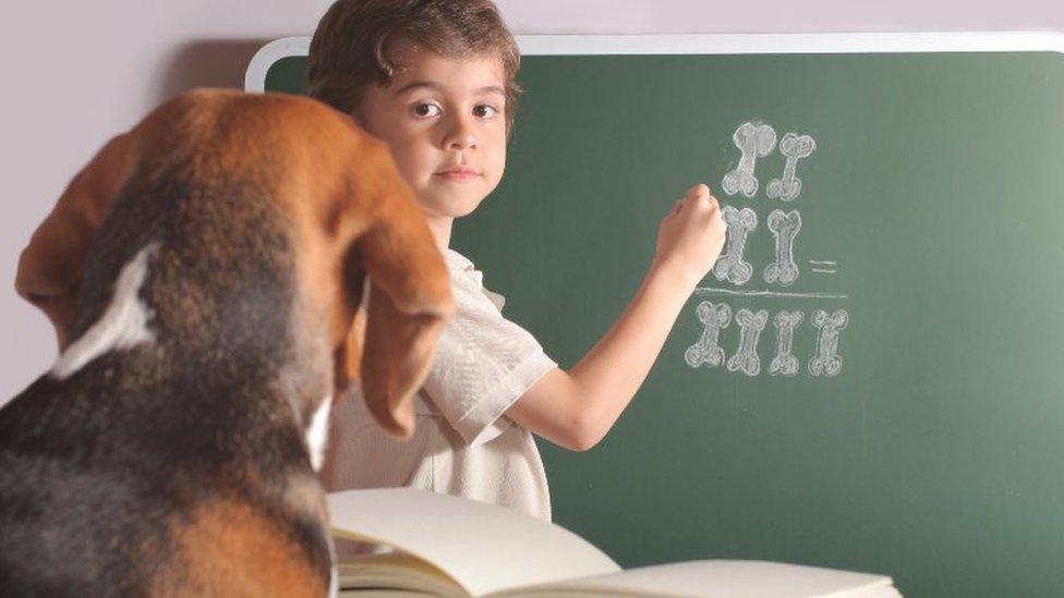 dog helping with homework