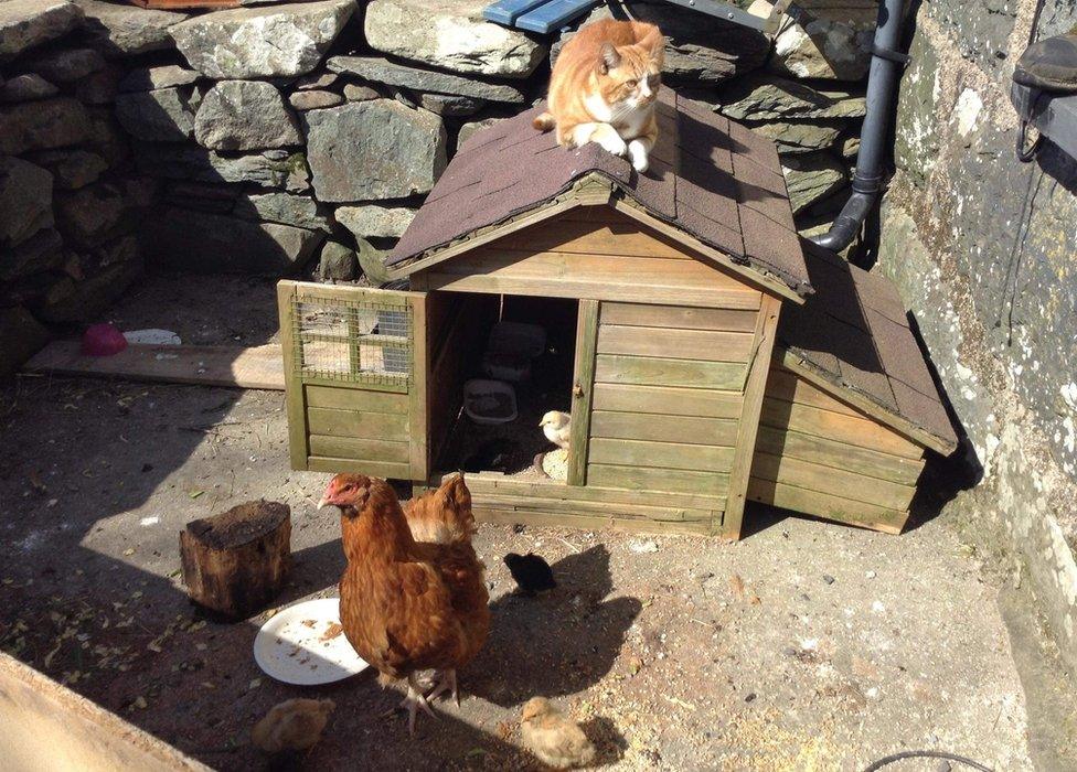 Davy the cat sat atop a chicken shed, disinterested in the chicken and chick below