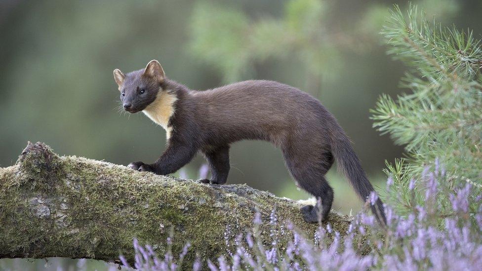 A pine marten in the wild.