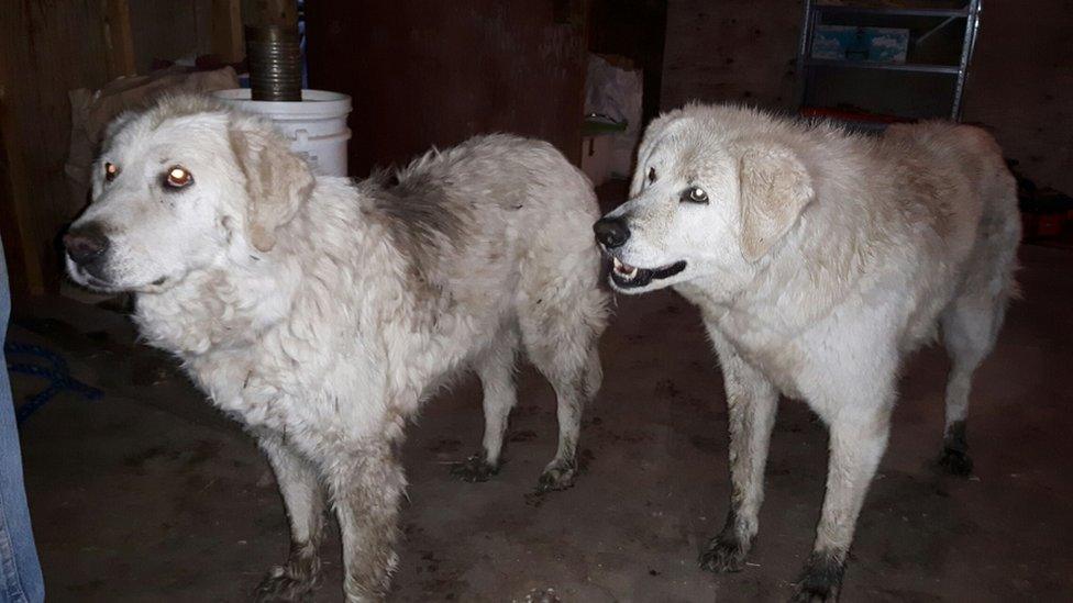 Maremma sheepdogs Tad and Sophie