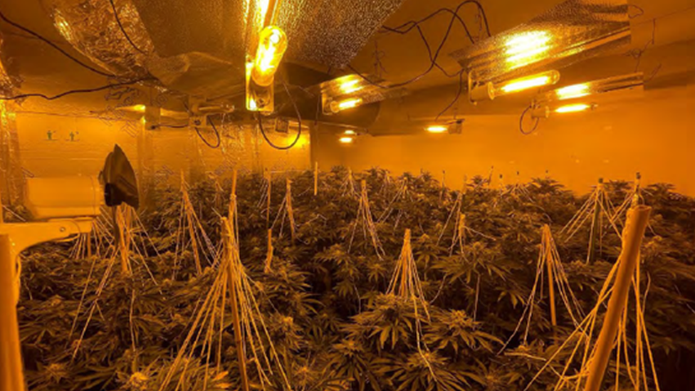 Cannabis plants in a grow room