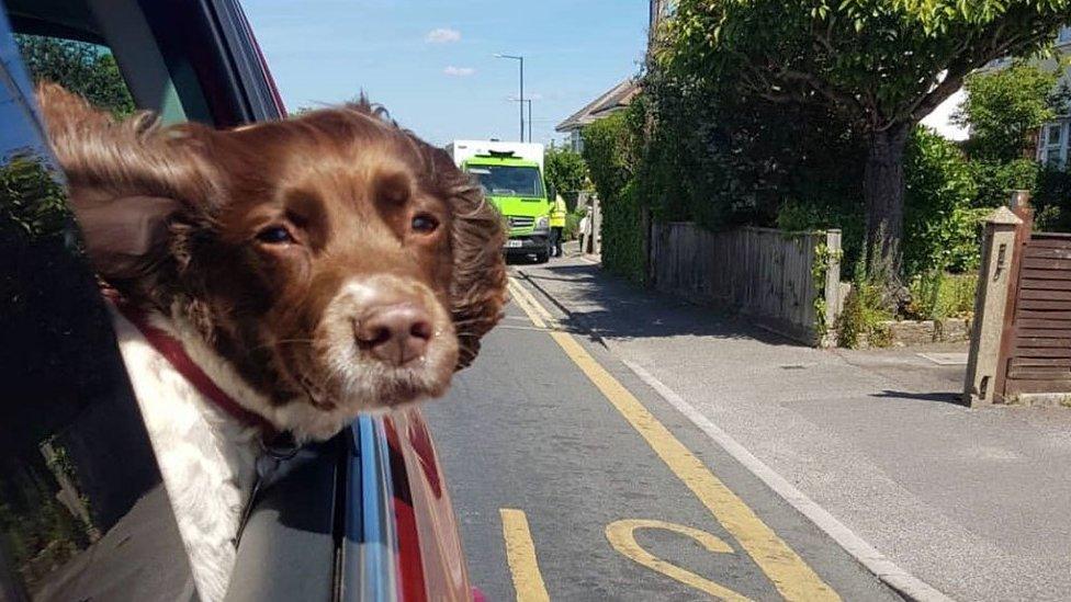 Dog looking out of a window