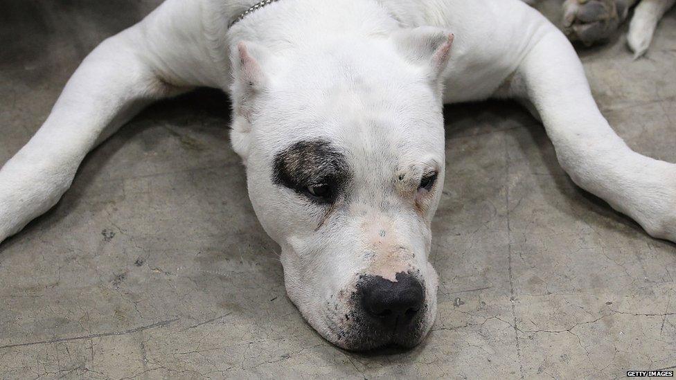 Dogo Argentino