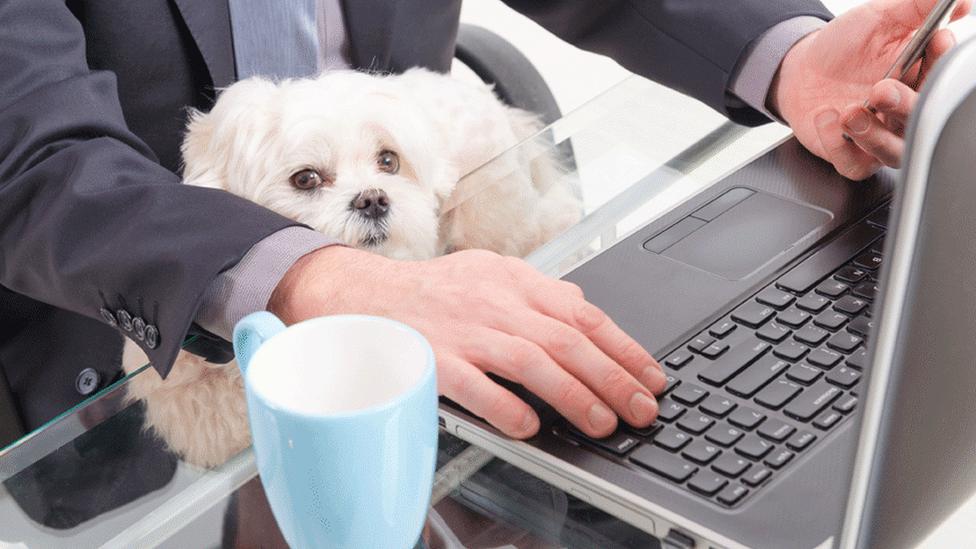 Dog in front of laptop