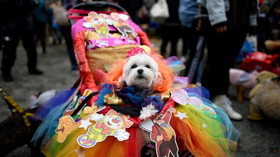 dog in a rainbow costume