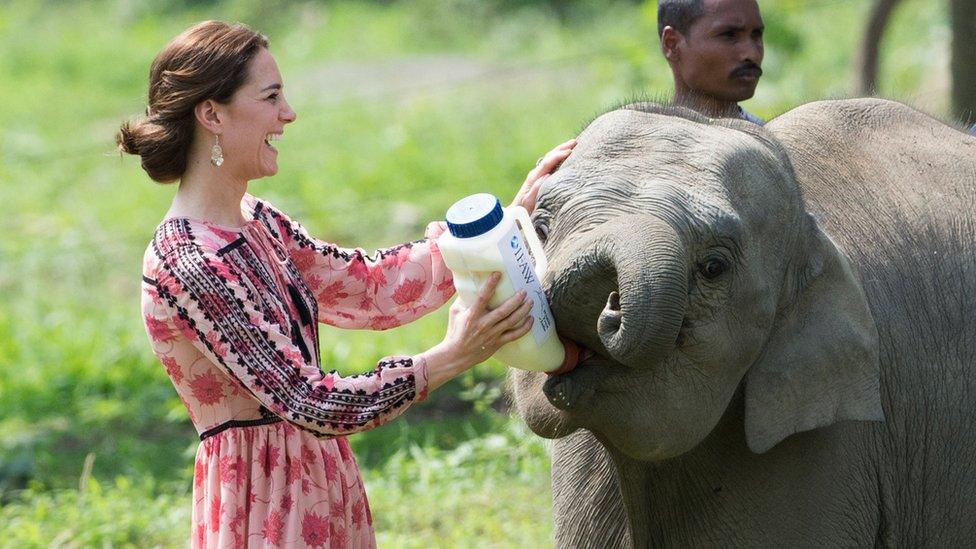 The Duchess of Cambridge feeding an elephant at Kaziranga National Park