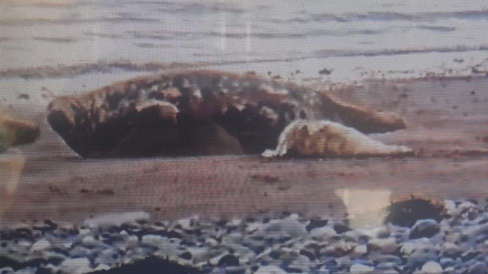 First seal pup with mother