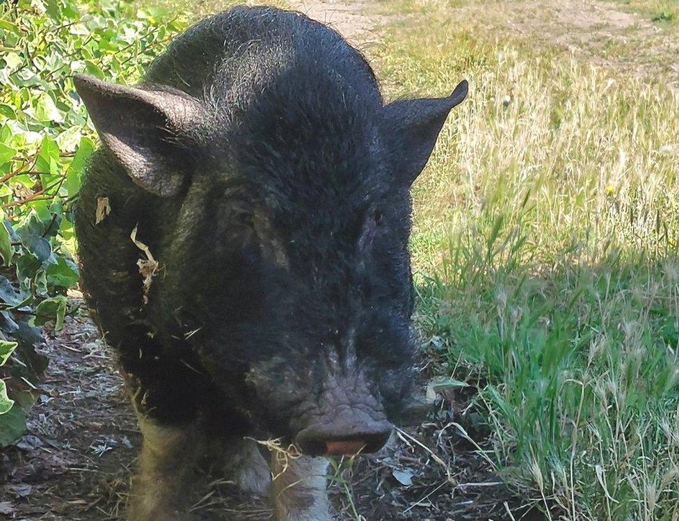 Pig taken into custody by Norfolk Police