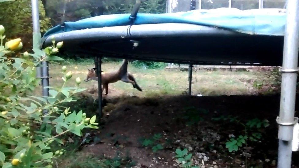 Fox stuck in a trampoline