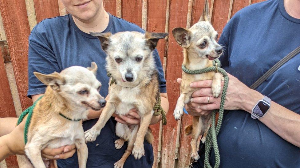 The three rescued Chihuahuas