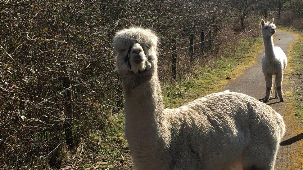 Alpacas by Alan Hancox