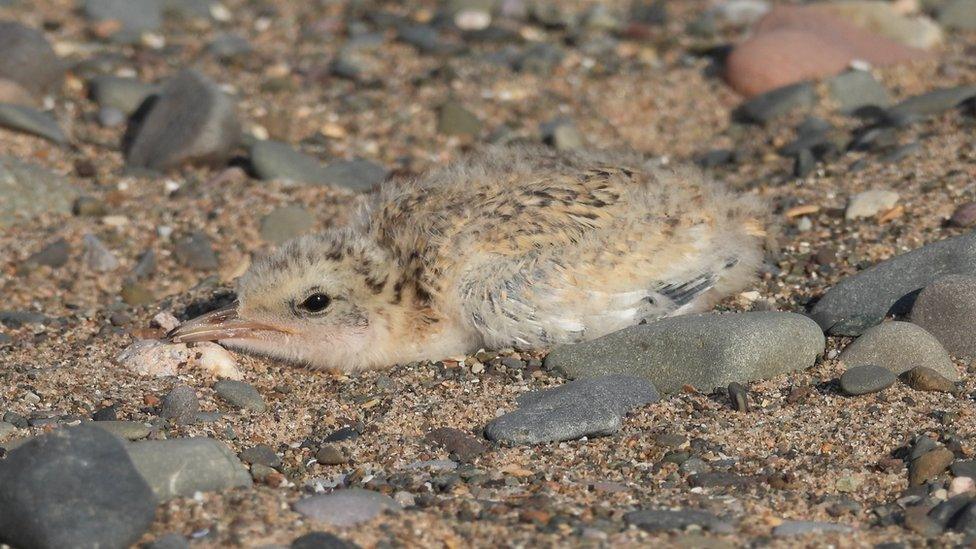 Rare little tern chick